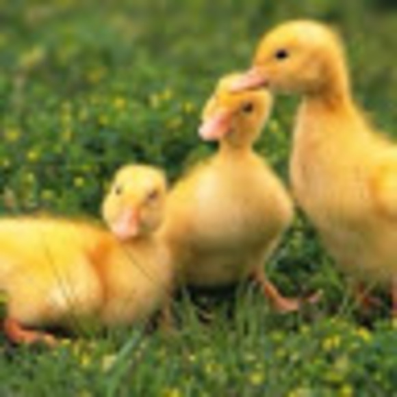 Meet your Posher, Carmen - Picture 1 of 1